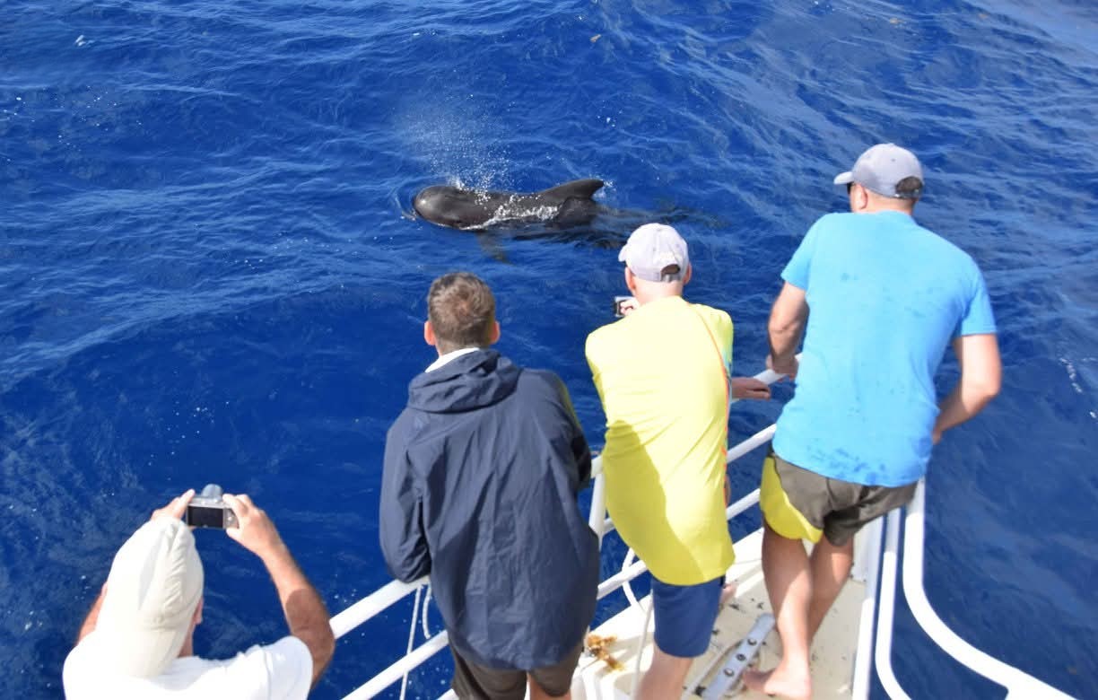 Observation des cétacés en Guadeloupe lors d’une sortie en mer