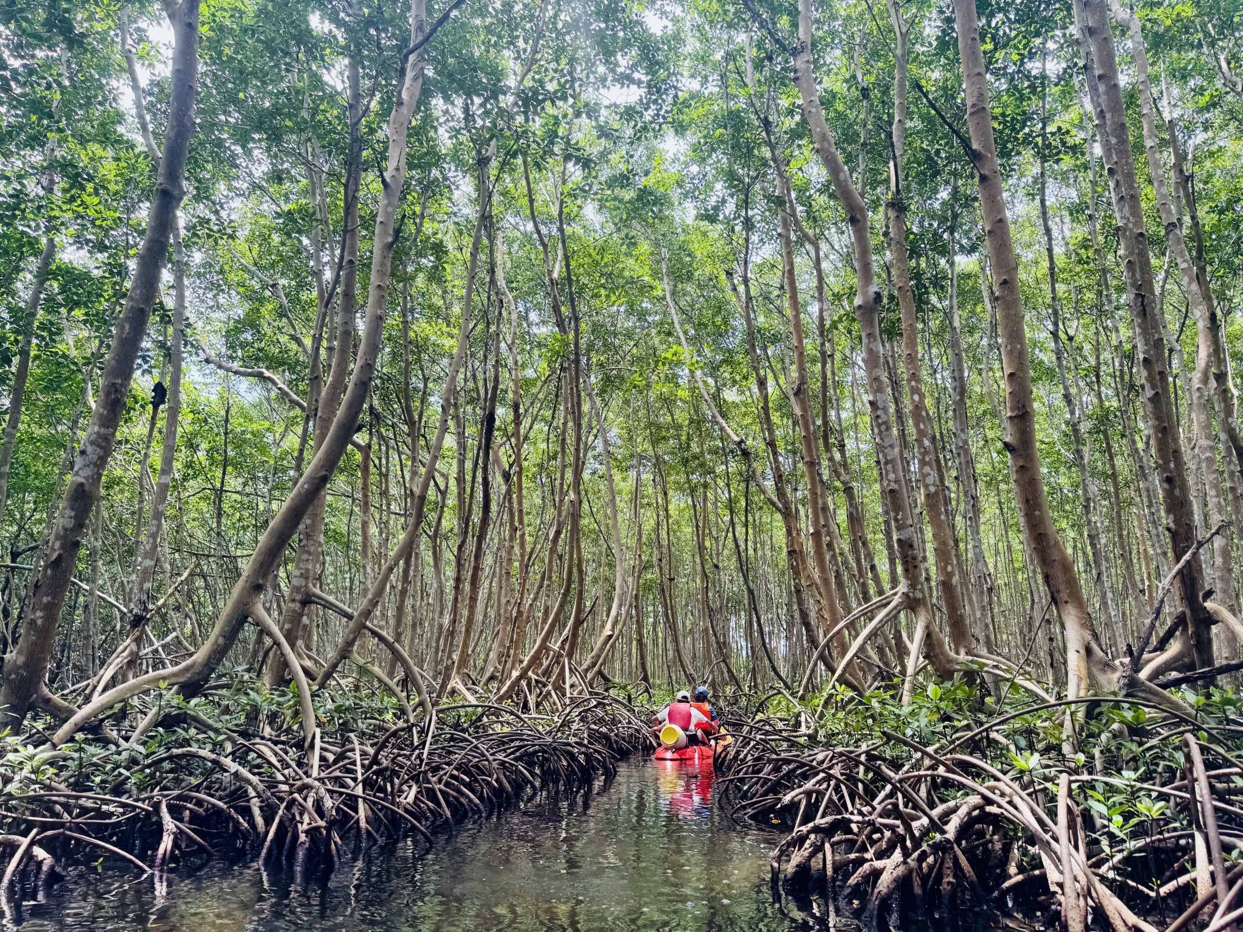 Excursion en kayak au cœur de la mangrove en Guadeloupe