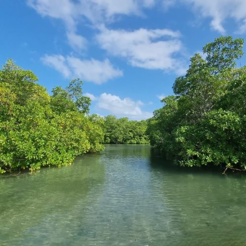 visite du lagon de guadeloupe en kayak dans la mangrove