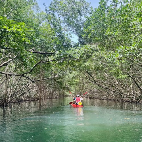 Excursion en kayak dans la mangrove du Grand Cul-de-Sac Marin en Guadeloupe