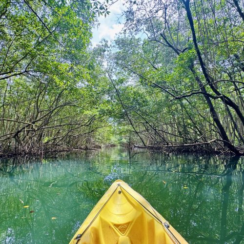Balade en kayak dans la mangrove du Grand Cul-de-Sac Marin en Guadeloupe