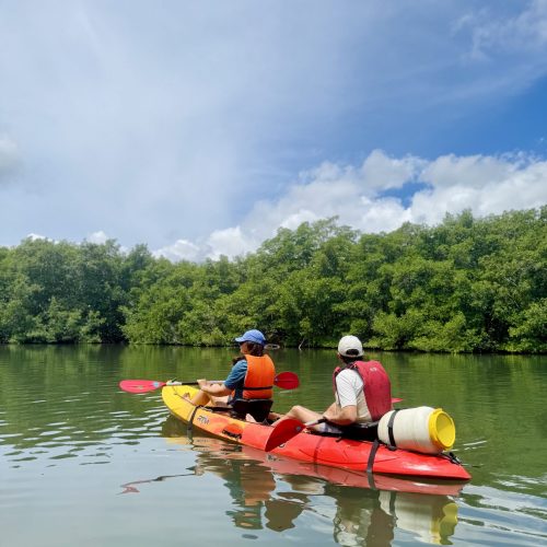 Excursion en kayak dans la mangrove à Sainte-Rose en Guadeloupe